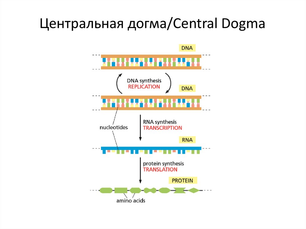 Центральная догма молекулярной биологии это