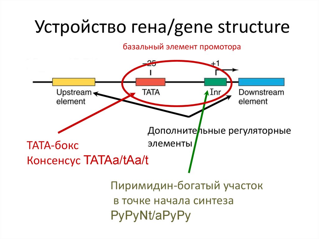 Первозданные конструкции геншин двух видов. Базальный промотор. Промотор (биология). Устройство генов.