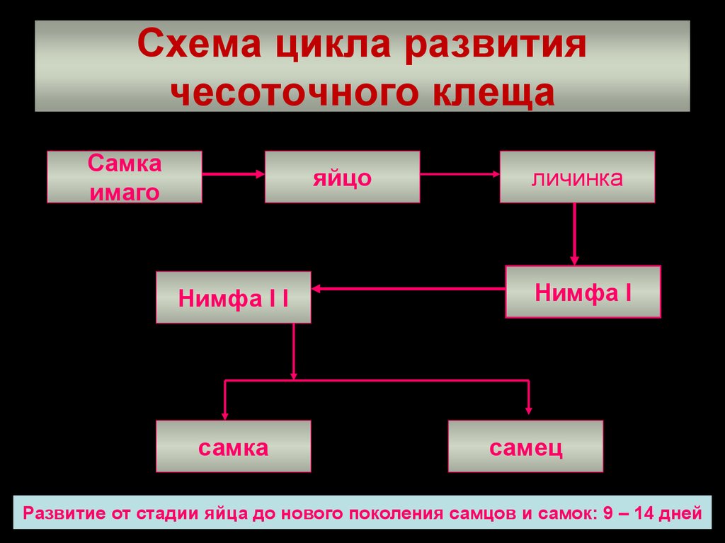 Цикл развития чесоточного клеща. Схема развития чесоточного клеща. Стадии развития чесоточного зудня. Жизненный цикл чесоточного клеща схема. Чесоточный зудень жизненный цикл.