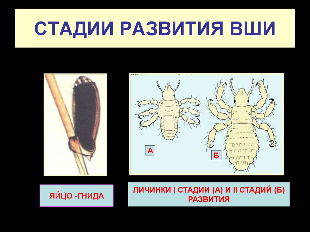 Яйцо головной вши рисунок