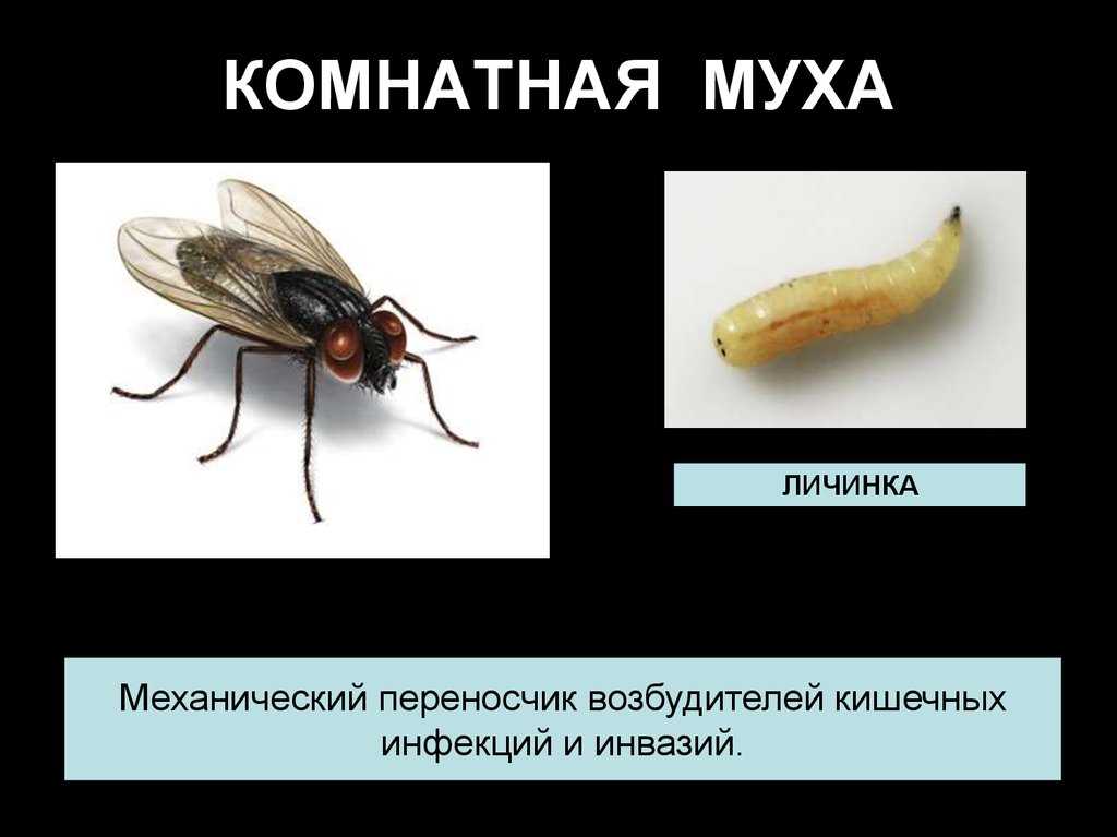 Есть личинок мух. Личинка комнатной мухи. Личинки вольфартовой мухи. Комнатная Муха переносчик возбудителей. Вольфартова Муха механический переносчик.