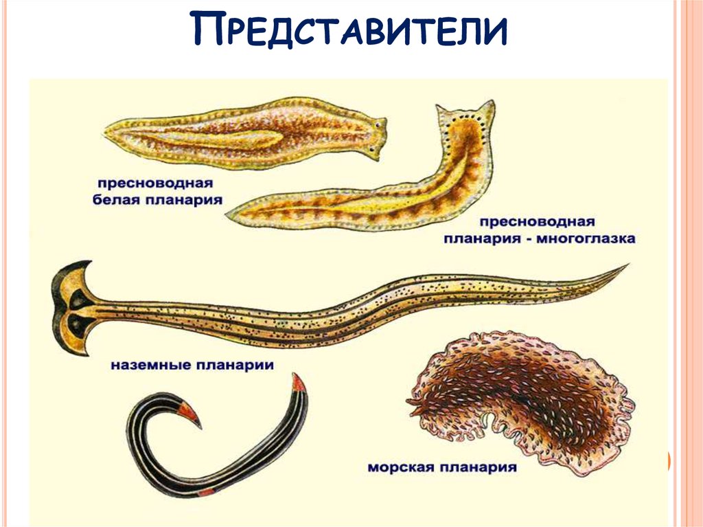 Представители класса червей