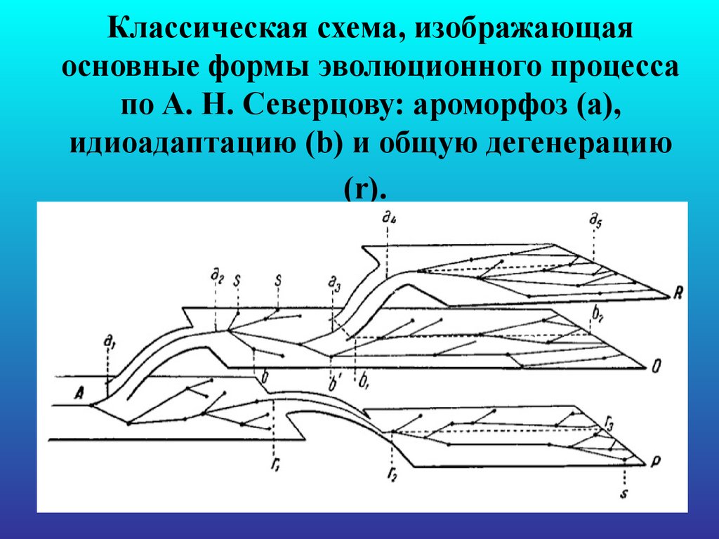 Схема соотношений между ароморфозом идиоадаптацией и дегенерацией