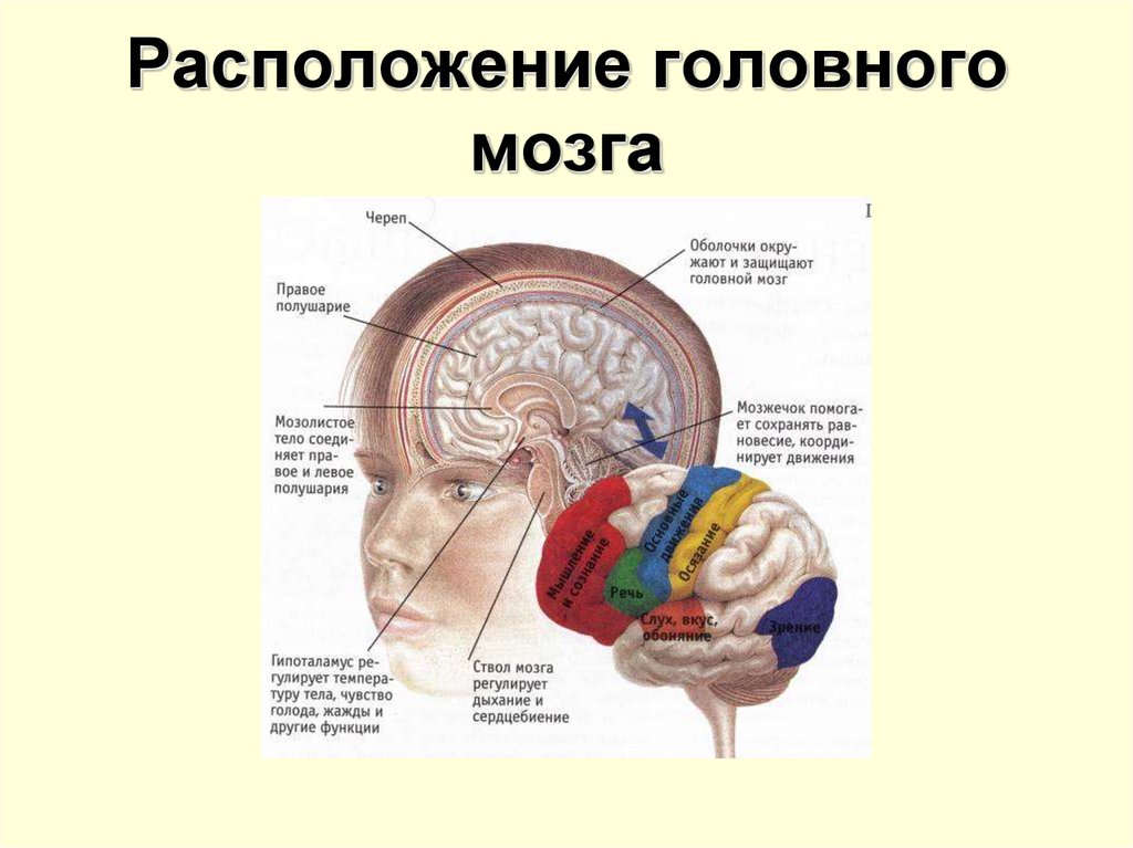 Вопросы по головному мозгу. Расположение головного мозга. Расположение головного мозга в черепе. Расположение речь на головного мозга. Структурные элементы мозга.