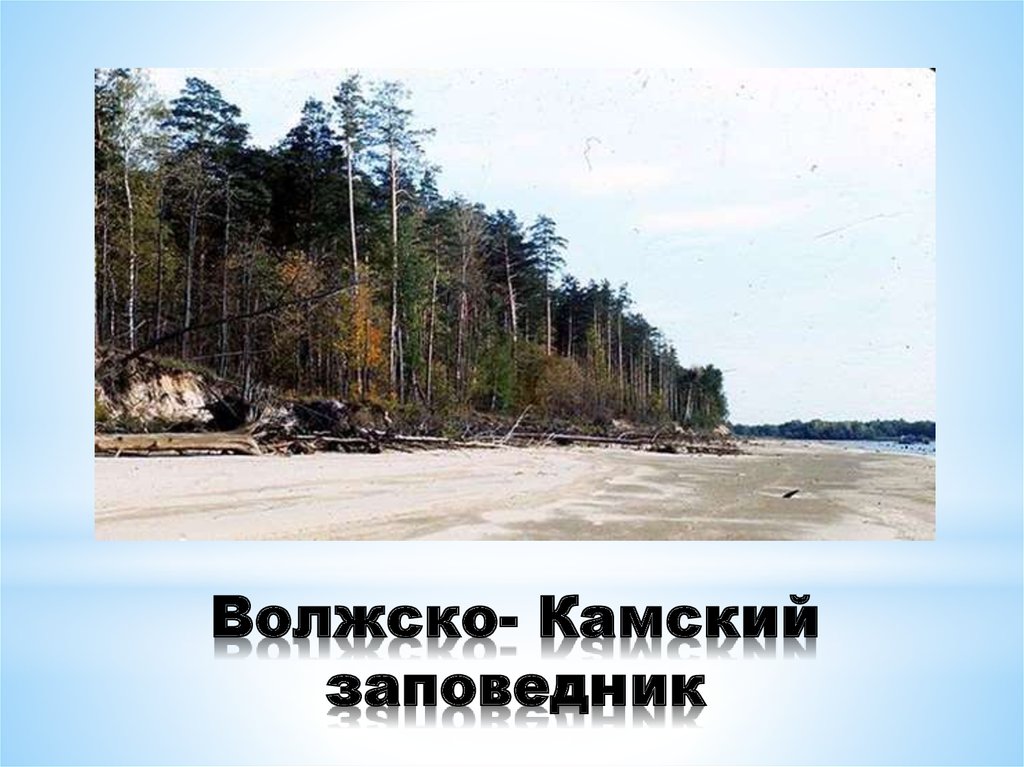 Волжско камский заповедник рисунок