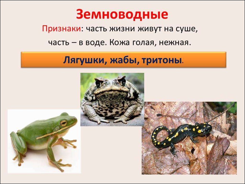 Лягушка земноводное 2 класс. Класс земноводные. Примеры земноводных животных. Группа животных земноводные. Земноводные названия.
