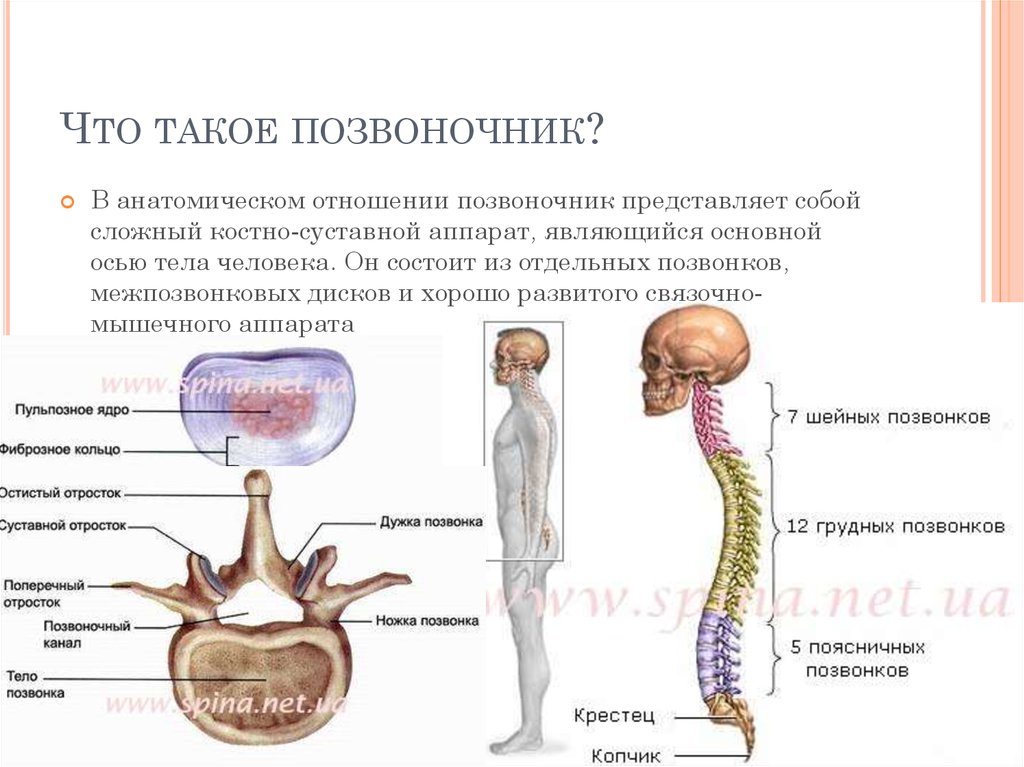 Позвоночник роль