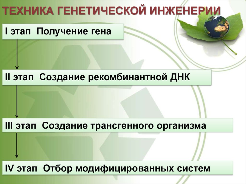 Получение гена. Этапы развития генной инженерии. Этапы генетической инженерии. Основные этапы развития генетической инженерии. Этапы создания трансгенного организма.