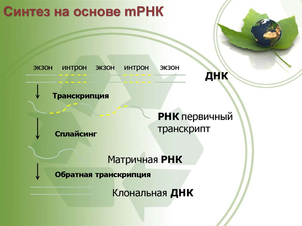 Презентация на тему трансгенез