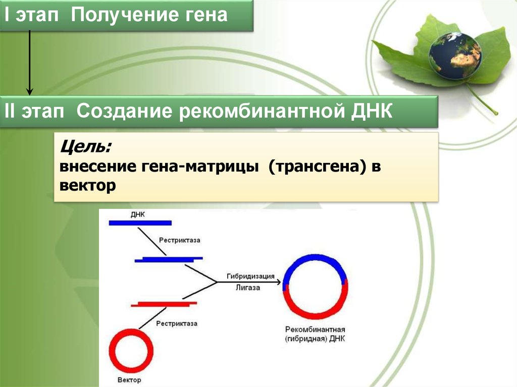 Получение гена. Этапы получения Гена. Стадии получения рекомбинантных белков. Этапы создания рекомбинантного Генна. Трансгенез бактерий.