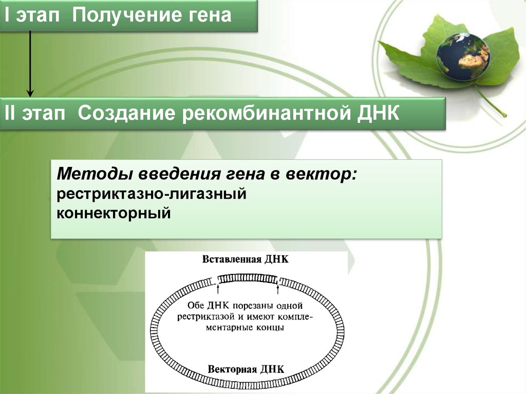 Получение гена. Методы получения генов. Методы синтеза генов. Получение Гена методы. Методы введения Гена в вектор.