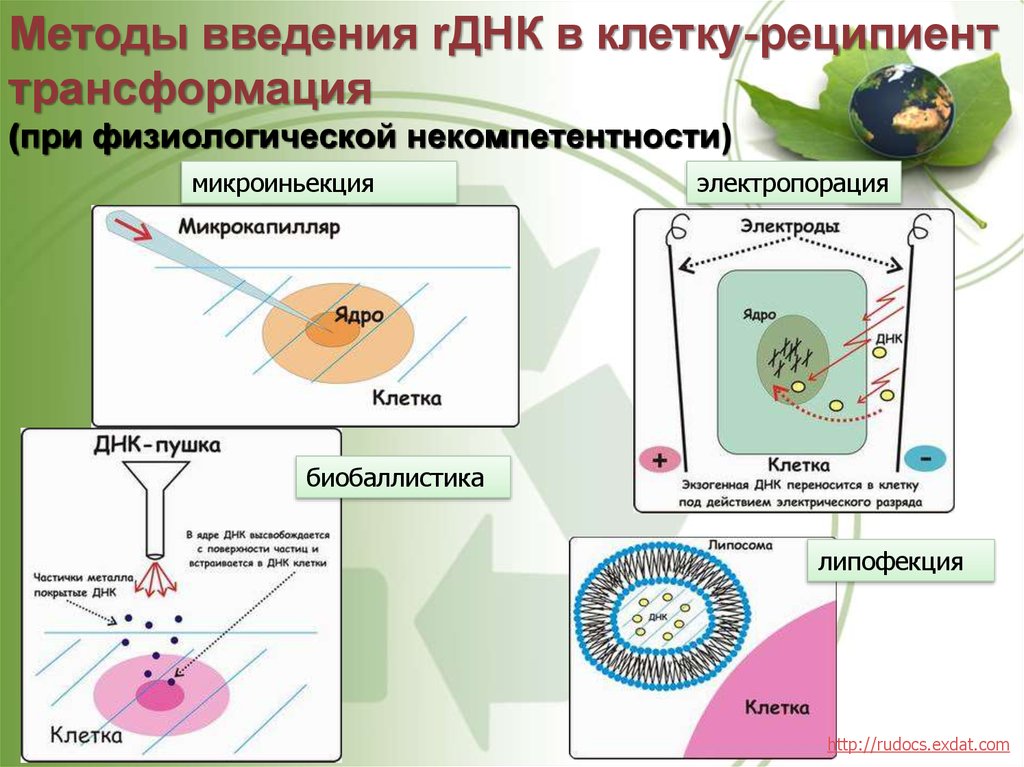 Днк в клетках растений. Методы трансформации клеток. Методы введения ДНК. Методы введения ДНК В клетку. Электропорация растений.