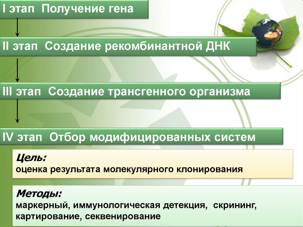 Получение гена. Трансгенез этапы. Получение трансгенного организма. 39. Какие этапы включает технология создания трансгенных организмов.. Этапы получения рекомбинантной ДНК трансгенного организма.