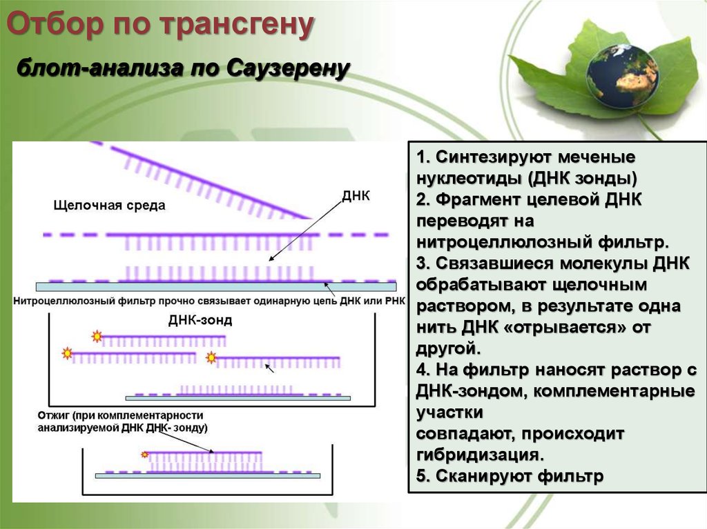 Презентация на тему трансгенез