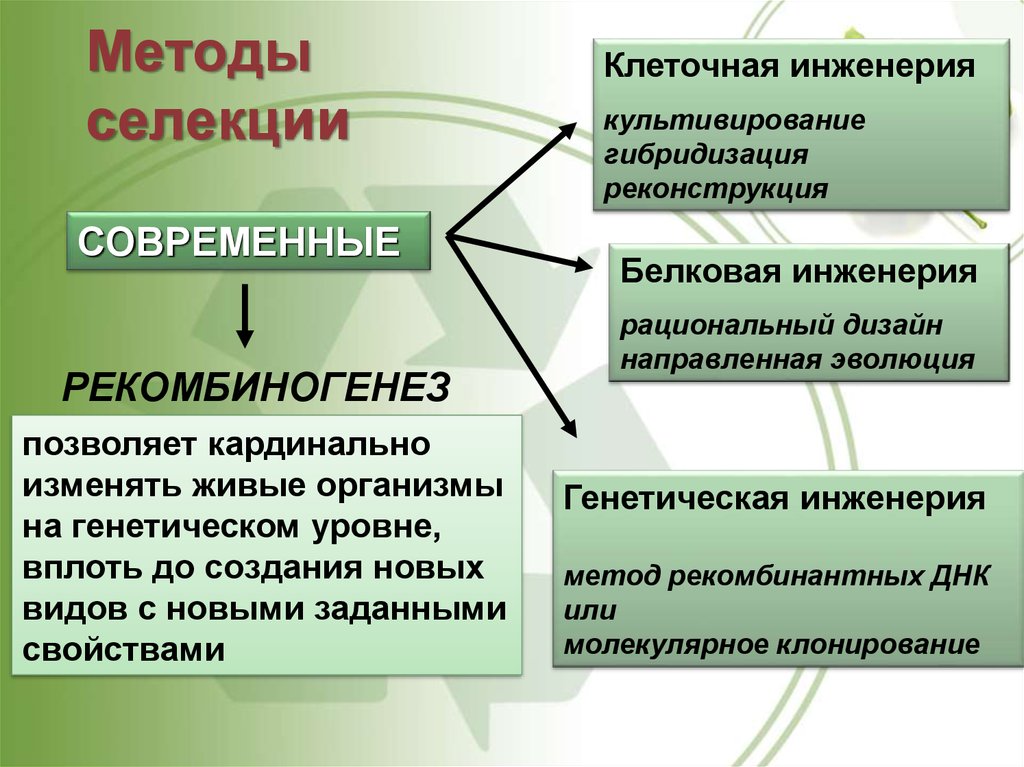 Презентация на тему основы селекции организмов 9 класс