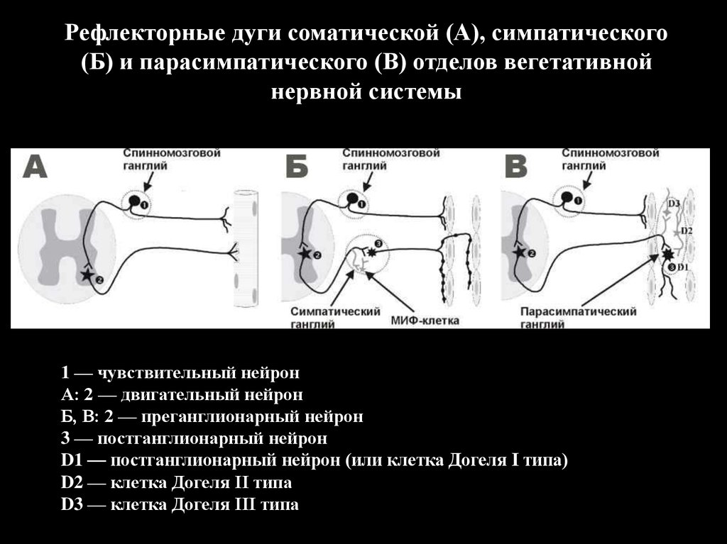 Би рефлекторные. Схема рефлекторной дуги симпатического рефлекса. Рефлекторная дуга симпатической и парасимпатической нервной системы. Рефлекторная дуга парасимпатической нервной системы схема. Рефлекторная дуга вегетативной нервной системы гистология.