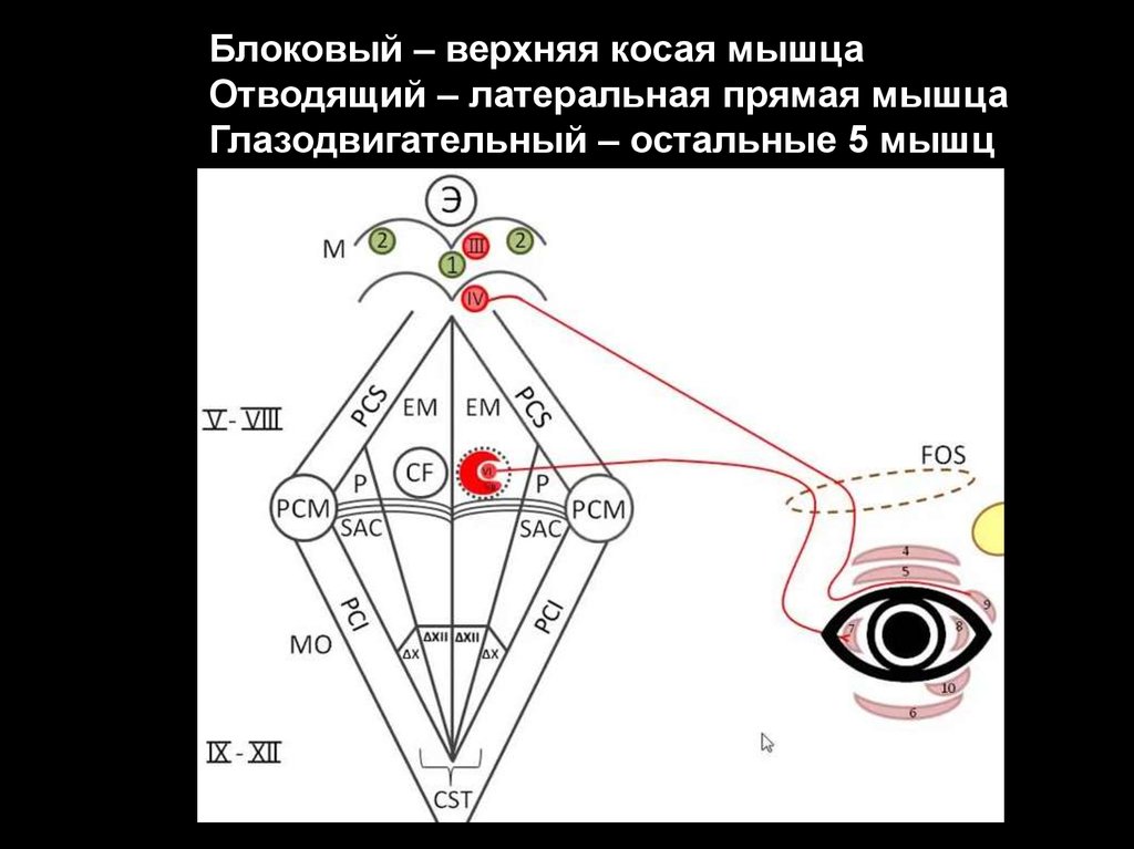 Блоковый нерв схема