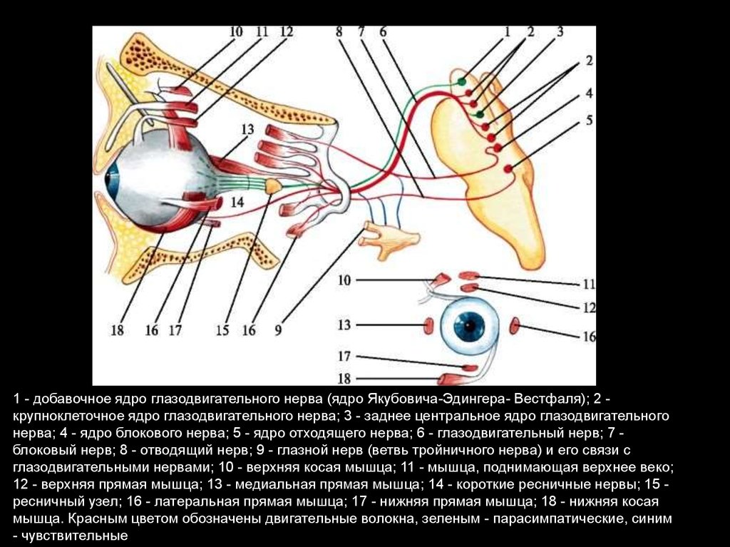 Двигательные нервы глаза. Зона иннервации глазодвигательного нерва. Проекция ядер глазодвигательного нерва. Парасимпатические волокна глазодвигательного нерва. Добавочное ядро глазодвигательного нерва функции.
