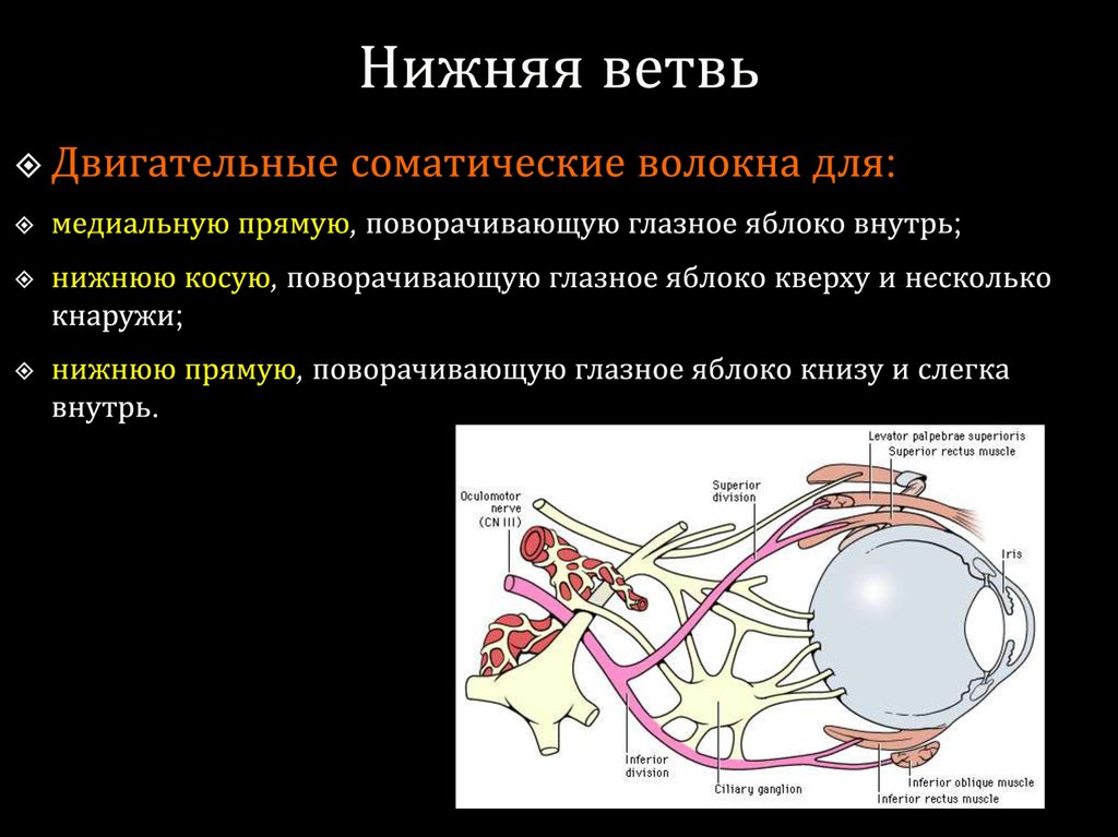 На нижней ветке