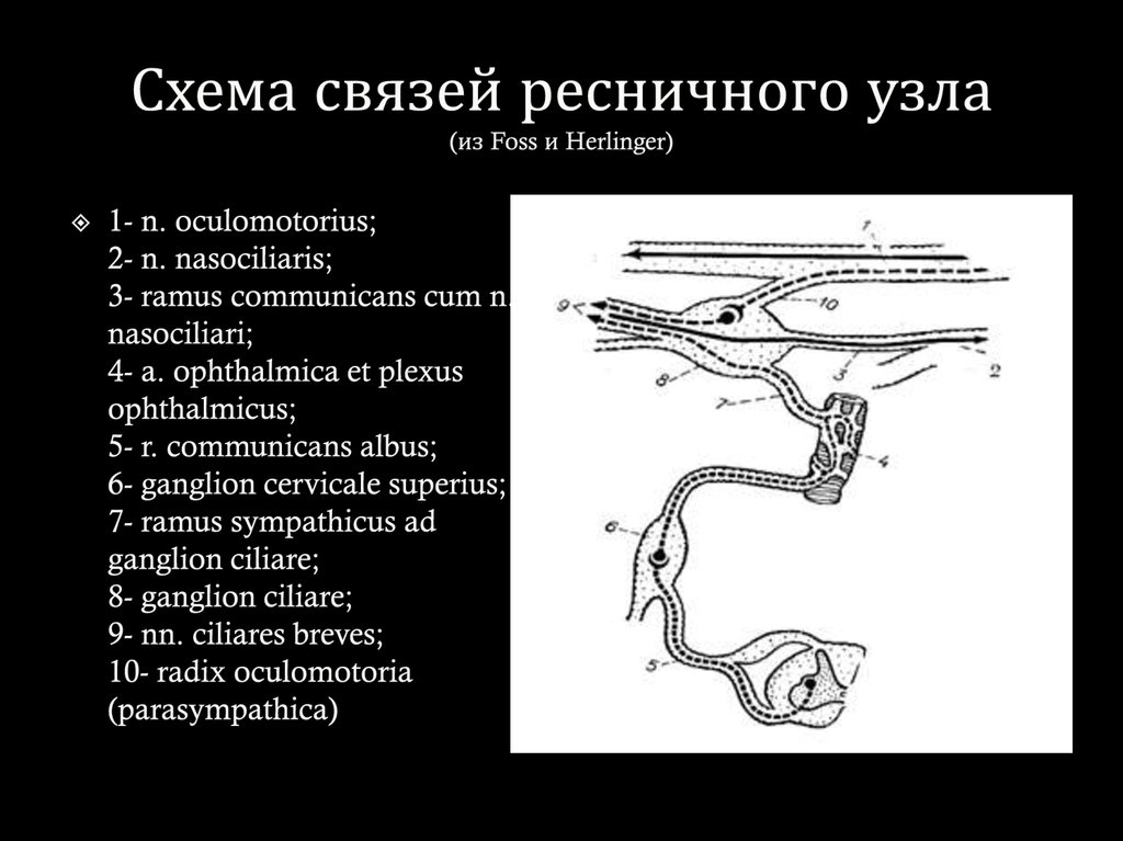 Ветви крылонебного узла. Ресничный узел. Ресничный узел схема. Схема связей ресничного узла. Цилиарный узел анатомия.