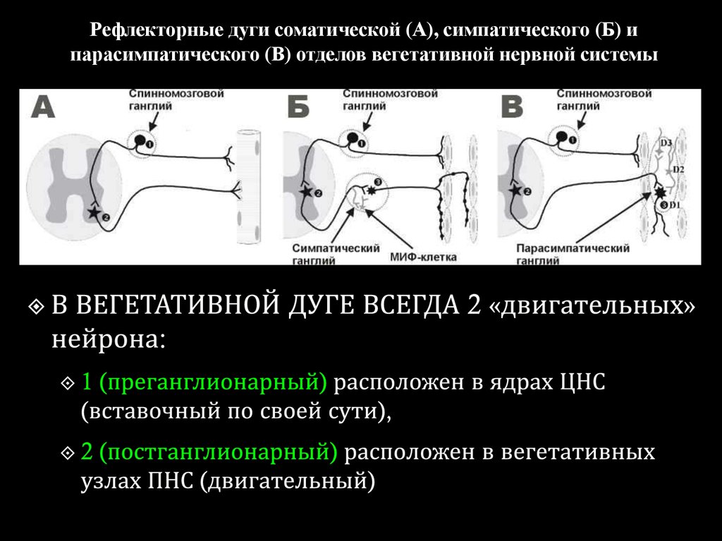 Парасимпатическая рефлекторная дуга схема