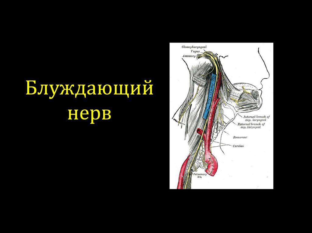 Воспаление блуждающего нерва. Паренхиматозный неврит блуждающего нерва. Блуждающий нерв анатомия. Блуждающий , вагусный нерв. Вагусная иннервация.