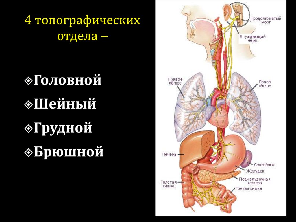 Правый блуждающий нерв. Блуждающий нерв. Блуждающий нерв брюшной отдел. Топография блуждающего нерва. Блуждающий нерв отделы и ветви.