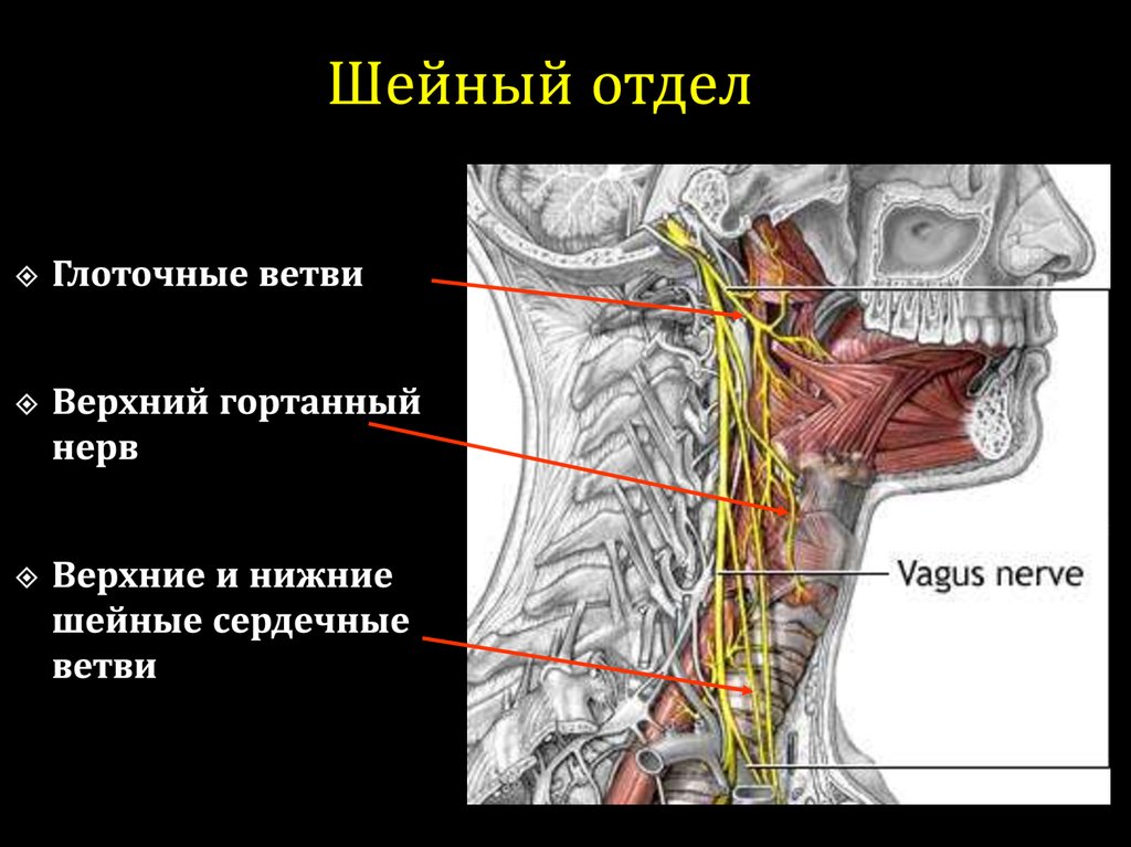 Поражение блуждающего нерва. Блуждающий нерв шейный отдел ветви. Блуждающий нерв менингеальная ветвь. Шейный отдел слушающего нерва. Ветви верхнего шейного узла.