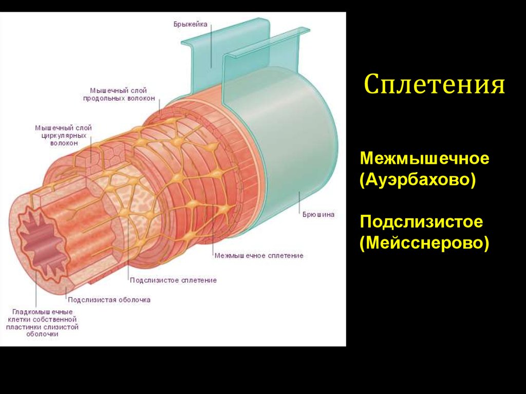 Непроницаемая оболочка. Строение стенки толстой кишки схема. Мышечная оболочка тонкого кишечника. Мышечная оболочка строение. Мышечный слой тонкой кишки.