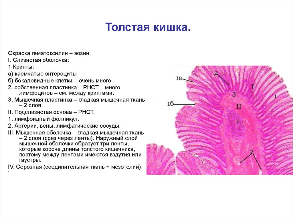 Толстая кишка рисунок гистология