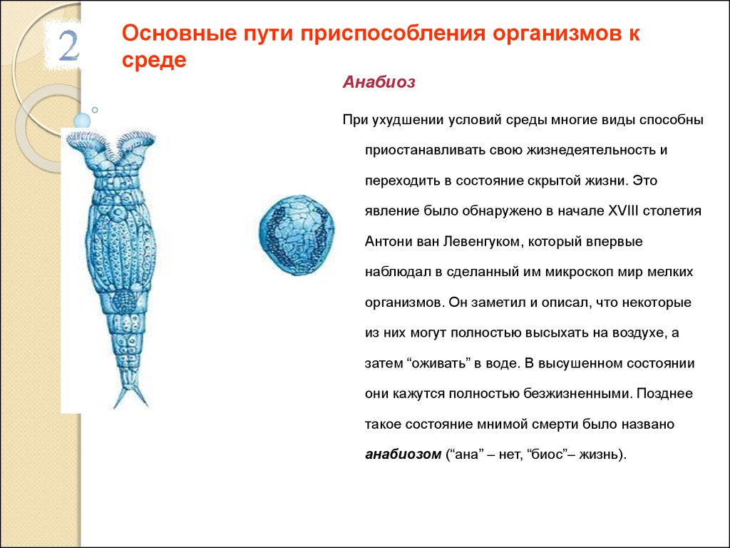 Анабиоз что это такое простыми. Основные пути приспособления организмов. Пути приспособления организмов к среде. Основные пути приспособления организмов к среде. Пути приспособления организмов к условиям среды.