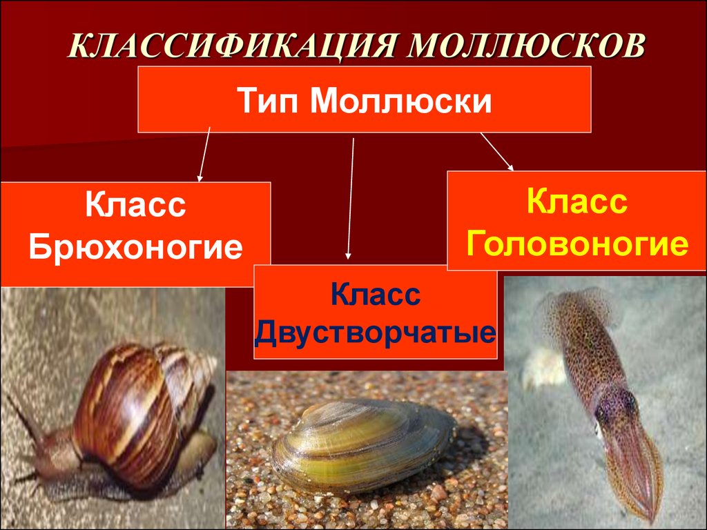 Для всех моллюсков характерно