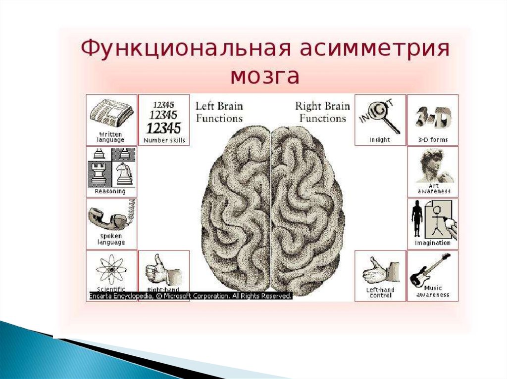 Доклад по теме Функциональная асимметрия полушарий головного мозга