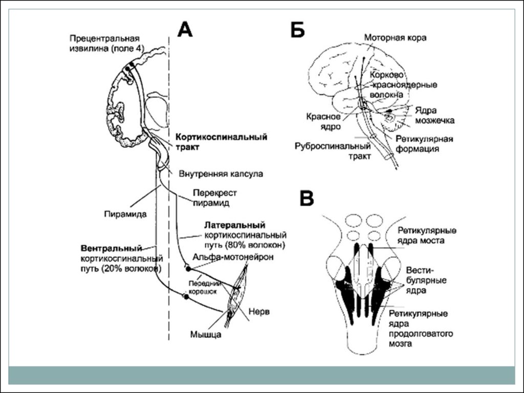 Моторный путь. Ретикулярно спинномозговой путь схема. Двигательные ядра кортикоспинального тракта. Ретикулярноспиномозговой путь Перекрест. Схема руброспинального тракта.