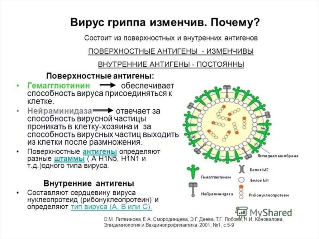 Состав гриппа. Строение вируса гриппа антигены. Антигенная структура вирусной частицы микробиология. Антигенная структура вируса гриппа. Структура вируса гриппа микробиология.