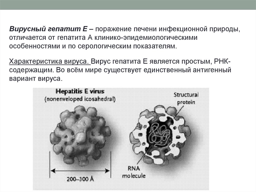 Вирусный гепатит характеристика. Структура вируса гепатита е. Вирусный гепатит е возбудитель. Возбудитель гепатита е строение. Вирус гепатита е строение.