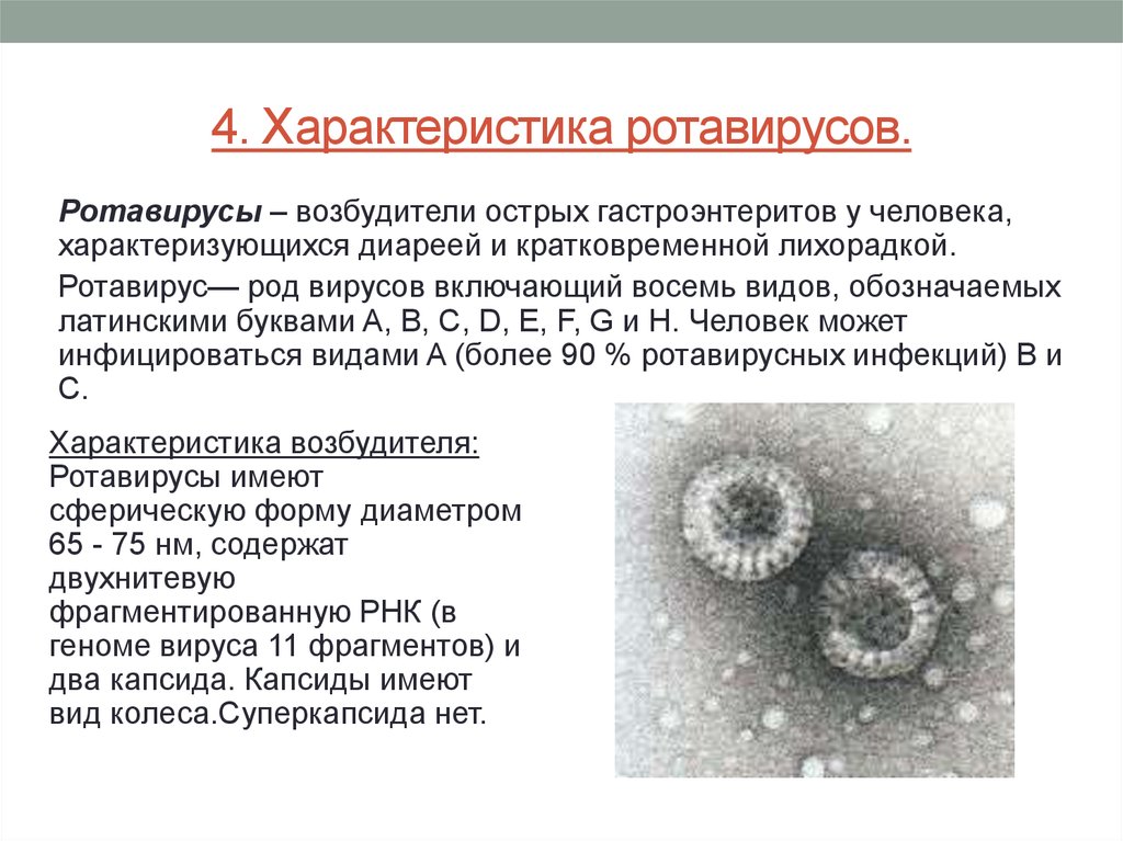 Инфекция латынь. Характеристика вируса ротавирусной инфекции. Ротавирус характеристика вируса. Характеристика возбудителя ротавирусной инфекции. Характеристика ротавируса микробиология.