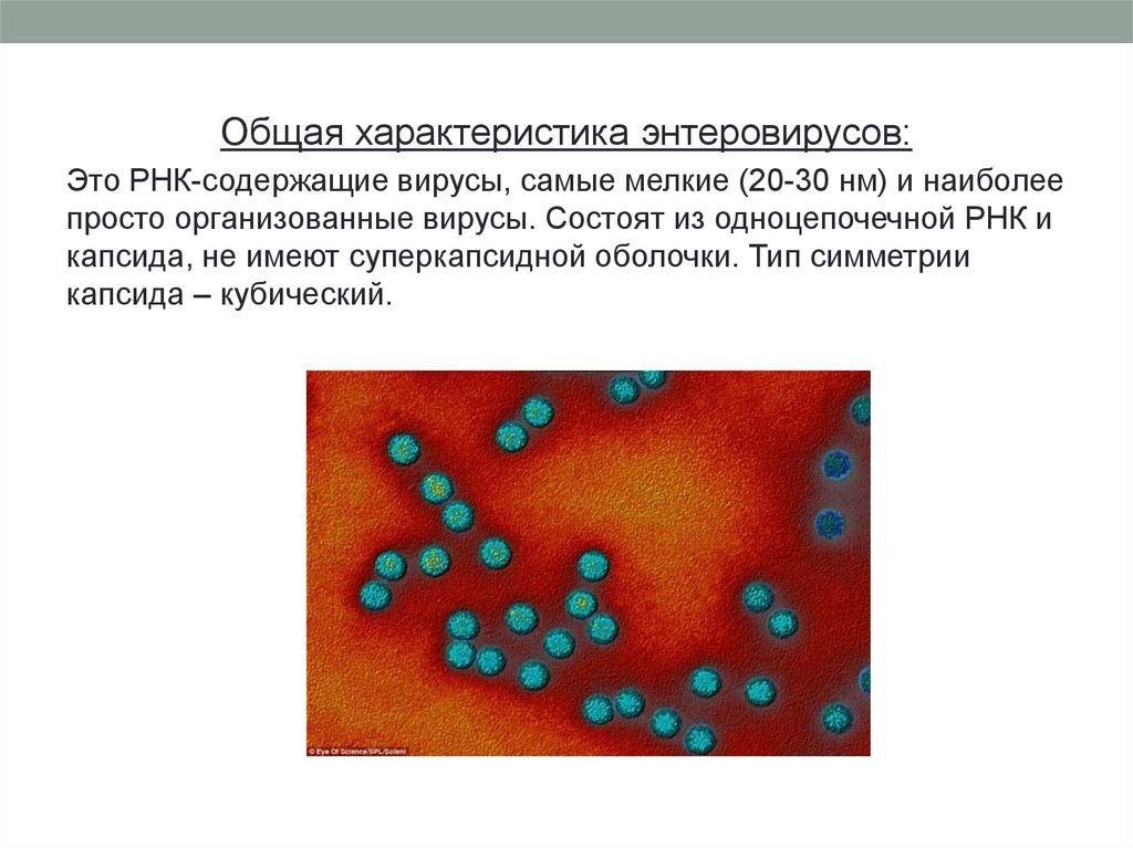 Индикацию энтеровирусов проводят. Энтеровирус микробиология. Просто организованные вирусы. Общая характеристика энтеровирусов. Микробиология энтеровирусов.