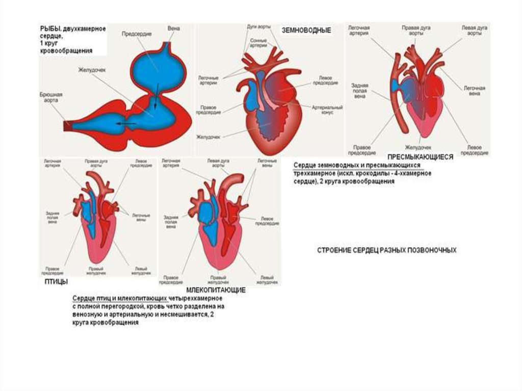 Отделы сердца пресмыкающиеся. Строение сердца земноводного. Земноводные строение сердца. Схема строения сердца земноводных. Сердце земноводных схема.