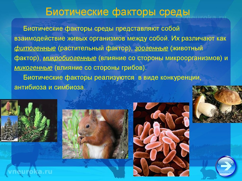 Как воздействуют на живые организмы. Биотические факторы факторы среды. Сибиотические факторы среды. Биотические экологические факторы. Биотические факторы окружающей среды.
