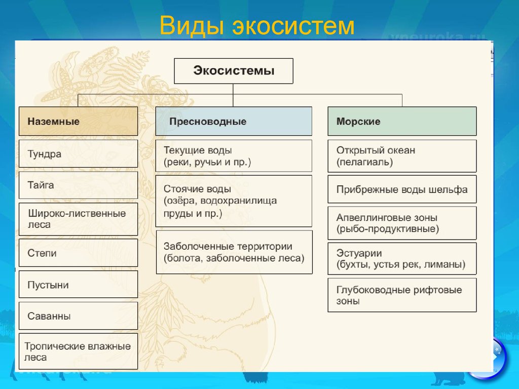 Видовой состав природная. Классификация экосистем схема. Типы экосистем. Типы экологических систем. Виды биогеоценозов.