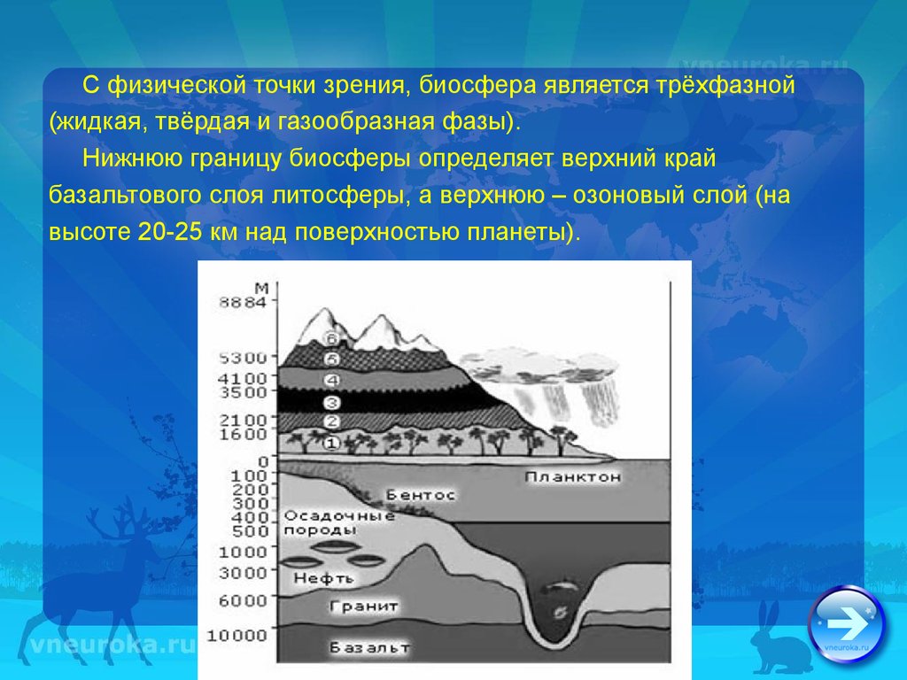 Жидкая и газообразная фазы