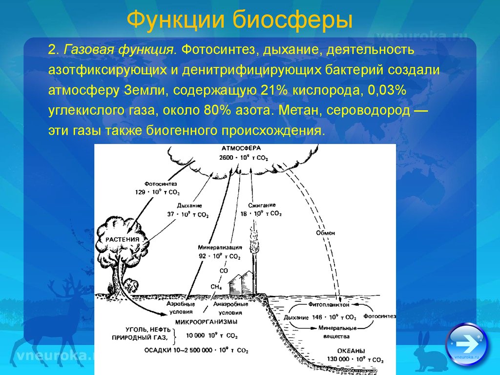 Роль биосферы в атмосфере. Газовая функция бактерий. Функции атмосферы. Газовая функция живого вещества в биосфере. Функции биосферы.