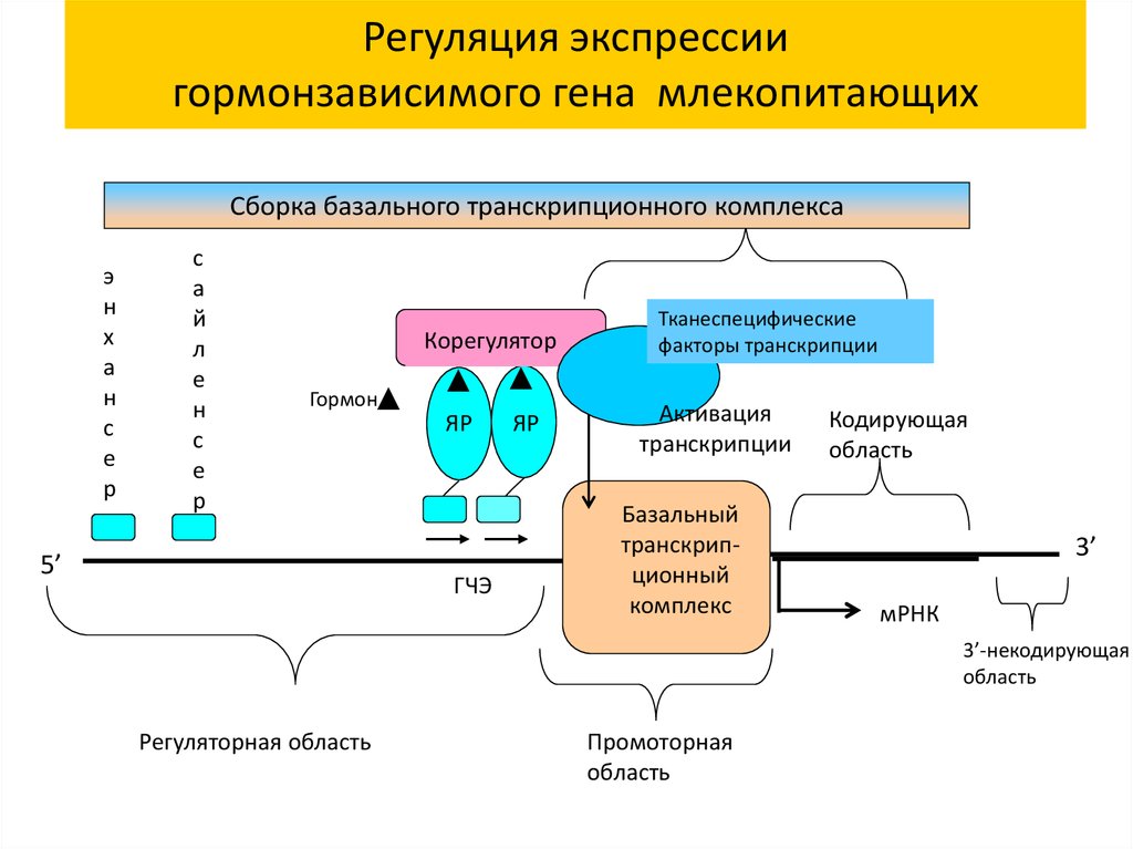 Регуляция гена. Гормональная регуляция транскрипции. Гормональная регуляция экспрессии генов. Экспрессия Гена схема. Регуляция экспрессии Гена.