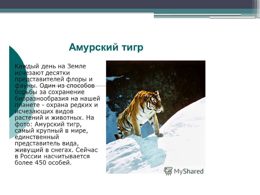 Сообщение об 1. Рассказ о исчезающих видов животных. Сообщение на тему вымирающие животные России. Сообщение о видах животных. Амурский тигр исчезающий вид.