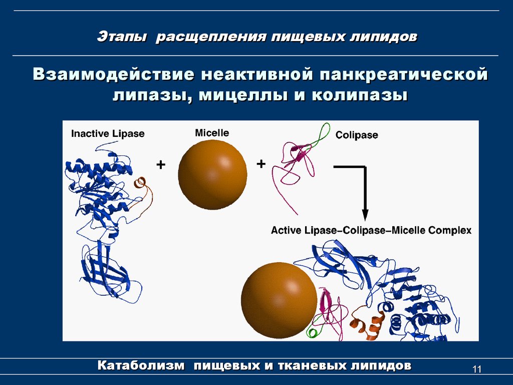 Молекулярные процессы расщепления презентация