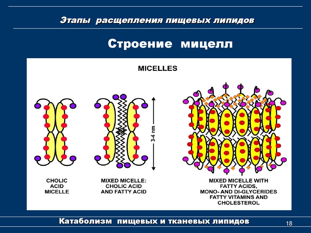 Этапы расщепления. Схема строения мицеллы биохимия. Строение смешанной мицеллы биохимия. Строение мицеллы липидов. Строение смешанной мицеллы.