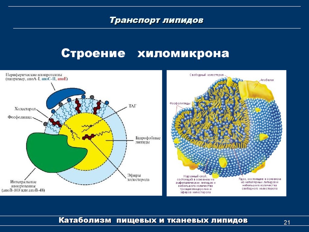 Биохимическое строение. Хиломикроны, липопротеины, строение,. Хиломикроны строение биохимия. Хиломикроны, липопротеины, строение, биологическая роль.. Хиломикроны, ЛПОНП: строение, биологическая роль..