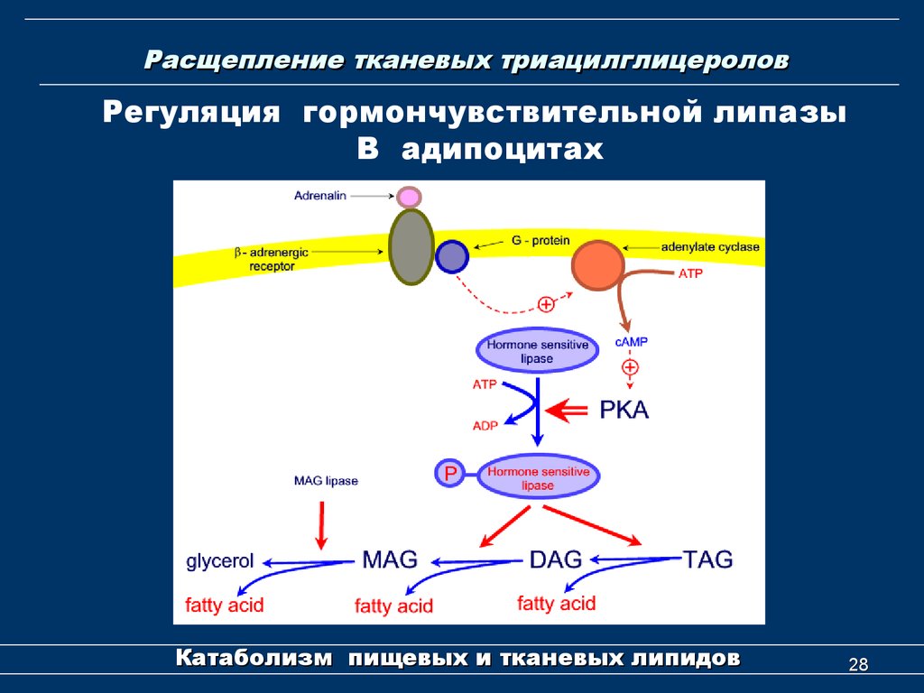 Таг липаза. Механизм регуляции липазы гормонами. Триацилглицерол липаза регуляция. Механизм фосфорилирования липазы. Каскадный механизм активирования тканевой липазы.