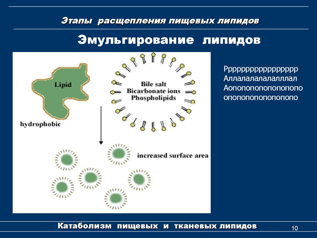 Липиды биохимия лекция презентация